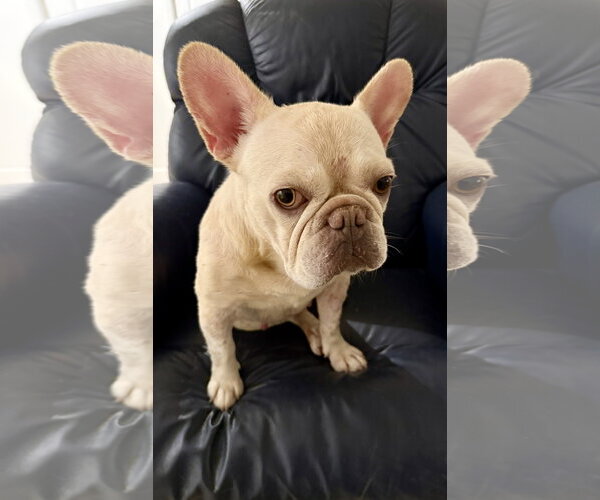 Medium Photo #8 French Bulldog Puppy For Sale in Boca Raton, FL, USA