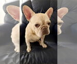 Small #7 French Bulldog