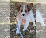 Small #2 Papillon