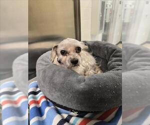 Shih Tzu-Unknown Mix Dogs for adoption in Plano, TX, USA