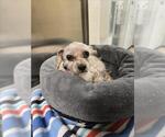 Small Shih Tzu Mix