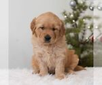 Small Golden Retriever