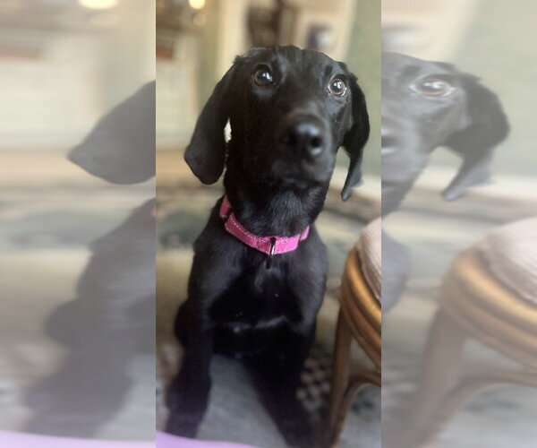 Medium Photo #3 Mutt Puppy For Sale in Boston, MA, USA