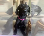 Small #2 Mutt