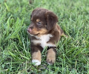 Miniature Australian Shepherd Puppy for sale in WOLFE CITY, TX, USA
