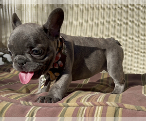 French Bulldog Puppy for sale in SOUTH GATE, CA, USA