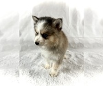 Small #2 Pomsky