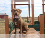 Small #4 Chesapeake Bay Retriever Mix