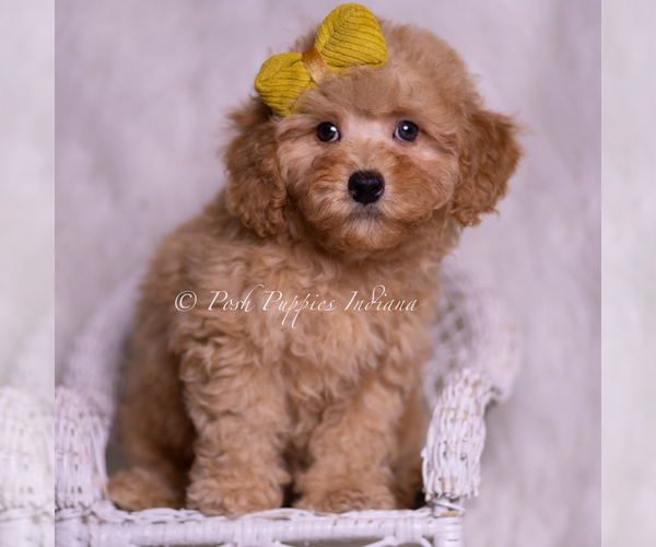 Medium Photo #5 Poodle (Toy) Puppy For Sale in WARSAW, IN, USA