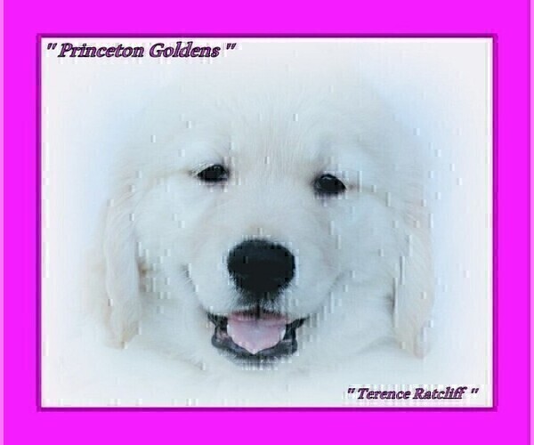 Medium Photo #5 English Cream Golden Retriever Puppy For Sale in PRINCETON, WV, USA
