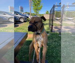 Small #1 Black Mouth Cur Mix