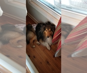 Mother of the Shetland Sheepdog puppies born on 05/09/2019