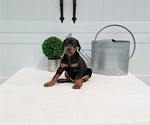Small Photo #37 Doberman Pinscher Puppy For Sale in GOSHEN, IN, USA