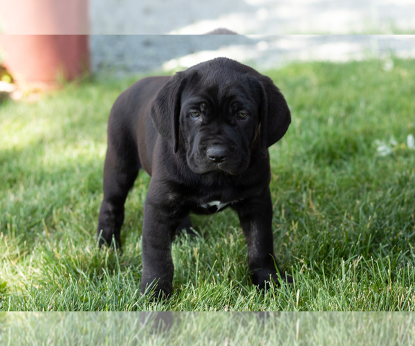 Medium Photo #41 Cane Corso Puppy For Sale in WAKARUSA, IN, USA