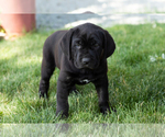 Puppy Daisy Cane Corso