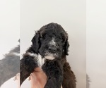 Small Photo #70 Bernedoodle Puppy For Sale in MOULTON, AL, USA
