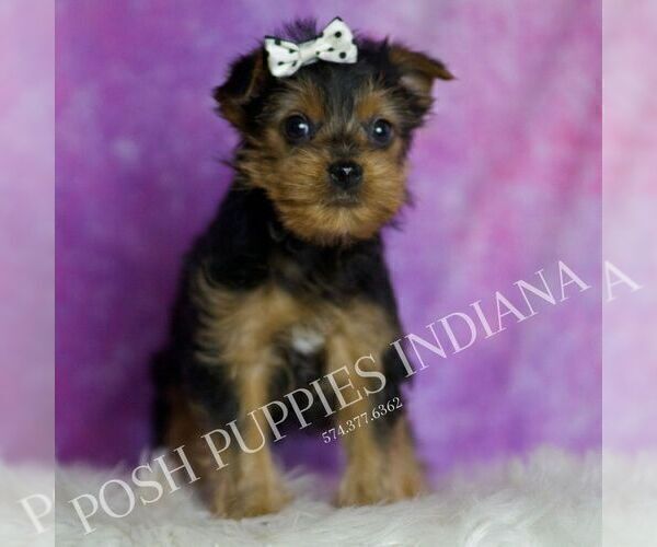 Medium Photo #6 Yorkshire Terrier Puppy For Sale in WARSAW, IN, USA