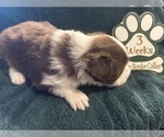 Small Photo #7 Border Collie Puppy For Sale in GIDDINGS, TX, USA
