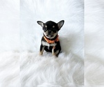 Small Photo #4 Chihuahua Puppy For Sale in SACRAMENTO, CA, USA