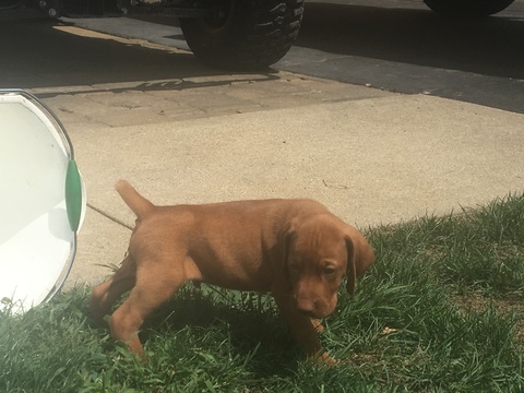 Medium Photo #4 Vizsla-Weimaraner Mix Puppy For Sale in STANFORD, IL, USA