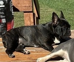 Small Photo #1 French Bulldog Puppy For Sale in CEDAR RAPIDS, IA, USA