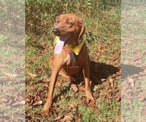 Redbone Coonhound Dogs for adoption in Westminster, MD, USA