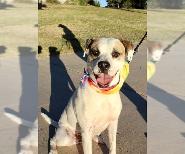 Medium Photo #3 Beagle-Unknown Mix Puppy For Sale in Chandler, AZ, USA