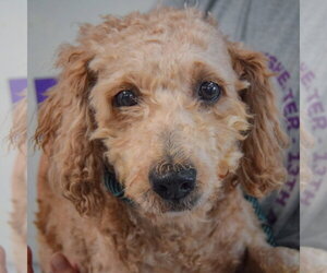 Honey - Female Golden Retriever-Unknown Mix Dog for Adoption - Photo #4
