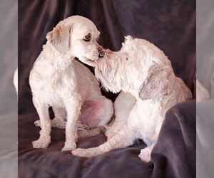 Poovanese Dogs for adoption in Albuquerque, NM, USA