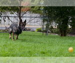Small #12 German Shepherd Dog