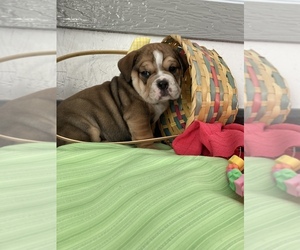 Beabull-Bulldog Mix Puppy for Sale in KOKOMO, Indiana USA