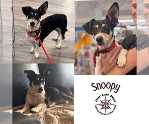 Rat Terrier-Unknown Mix Dogs for adoption in Princeton, British Columbia, Canada