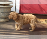 Small Photo #7 Goldendoodle Puppy For Sale in HARTFORD, CT, USA