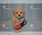 Small Photo #3 Maltipoo-Poodle (Toy) Mix Puppy For Sale in SANGER, TX, USA