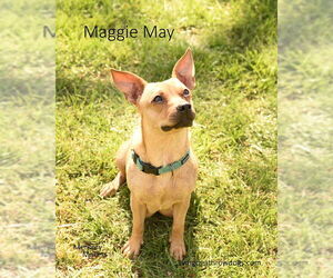 Mutt Dogs for adoption in Topeka, KS, USA