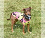 Small #4 Australian Kelpie-Miniature Pinscher Mix