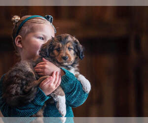 Poodle (Miniature)-Sheltidoodle Mix Puppy for sale in WACO, TX, USA