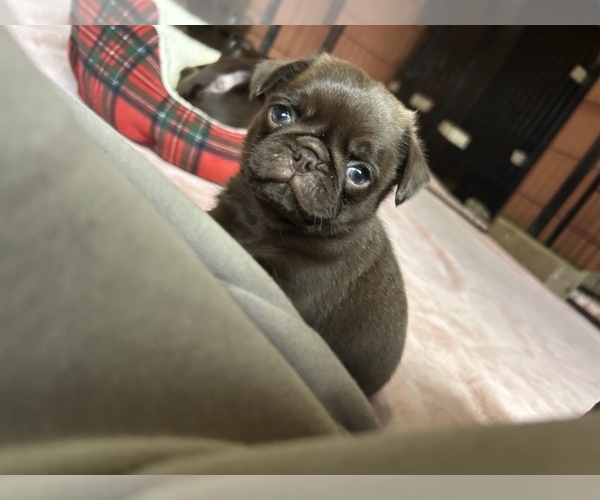 Medium Photo #66 Pug Puppy For Sale in BLOOMINGTON, IL, USA