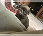 Small #9 Pug