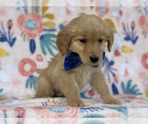Golden Retriever Puppy for sale in LANCASTER, PA, USA