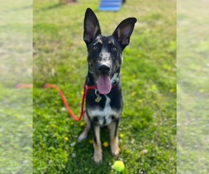 German Shepherd Dog-Unknown Mix Dogs for adoption in New London, WI, USA