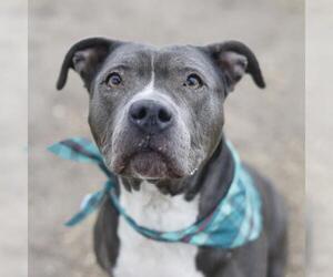 American Staffordshire Terrier-Unknown Mix Dogs for adoption in San Antonio, TX, USA