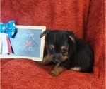 Small Photo #14 Yorkshire Terrier Puppy For Sale in AKRON, OH, USA