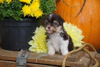 Havanese Puppy for sale in FREDERICKSBURG, OH, USA
