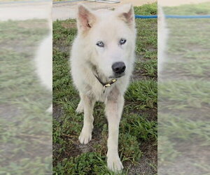 Siberian Husky Dogs for adoption in Fort Lauderdale, FL, USA