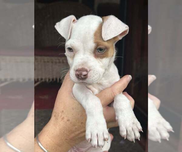 Medium Photo #4 Chihuahua-Unknown Mix Puppy For Sale in New York, NY, USA