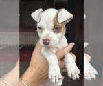 Small #3 Chihuahua Mix