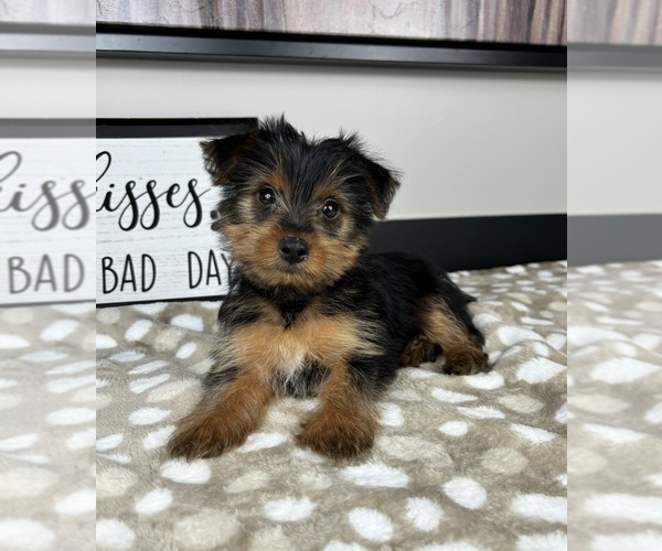 Medium Photo #1 Yorkshire Terrier Puppy For Sale in INDIANAPOLIS, IN, USA