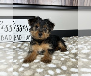 Yorkshire Terrier Puppy for sale in INDIANAPOLIS, IN, USA