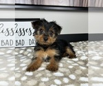 Small Yorkshire Terrier